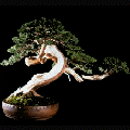 Bonsai Specialist Zeb Graham-Howard. Trained by Japanese Master - all aspects in the Art of Bonsai. From re-designing to a simple prune. Dremel work. Jinn & Deadwood specialist. Advice on all Bonsai