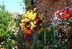 Hanging Baskets