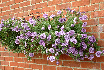 Petunia 'priscilla'