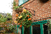 Begonia 'apricot shades'