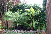 Tree ferns and Bananas