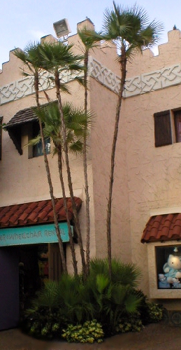 Acoelorrhaphe wrightii