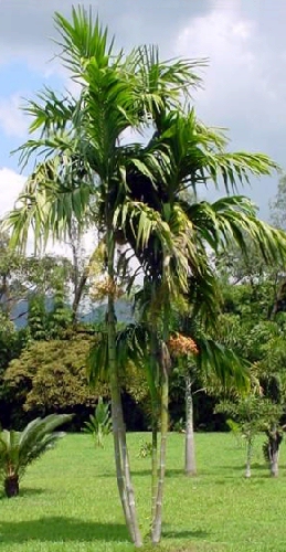 Areca triandra