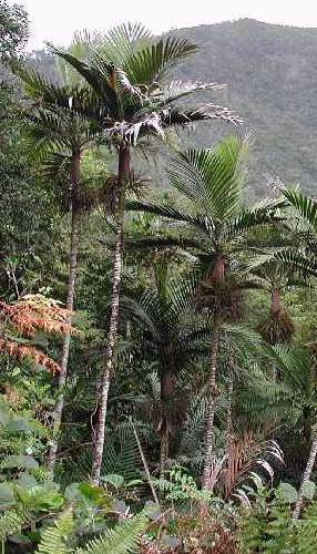 Burretiokentia vieillardii