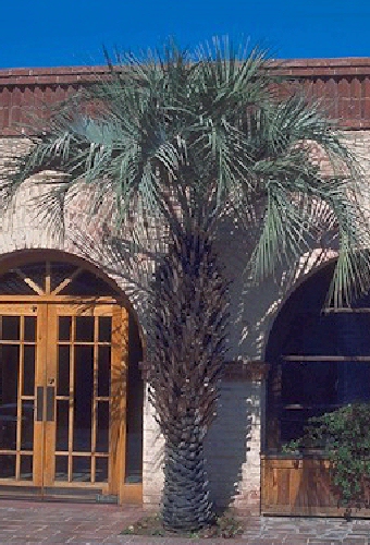 Butia capitata