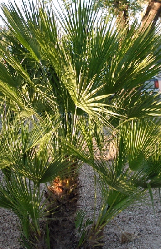 Chamaerops humilis