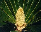 male cone