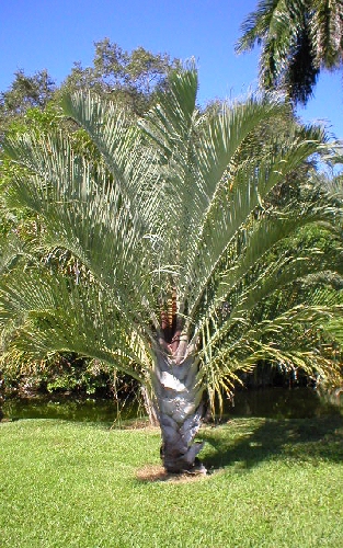 Dypsis decaryi