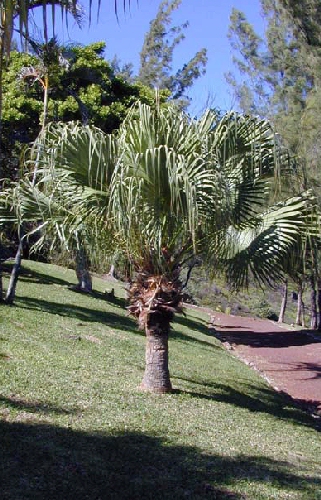Livistona chinensis