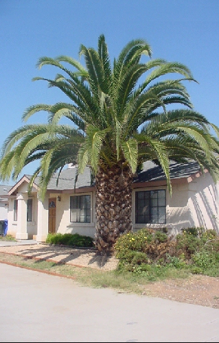 Phoenix canariensis
