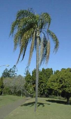 Syagrus romanzoffiana