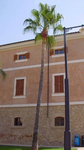 Washingtonia robusta