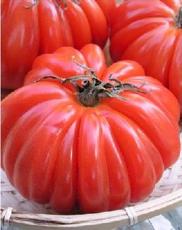 Sicilian Tomatoes